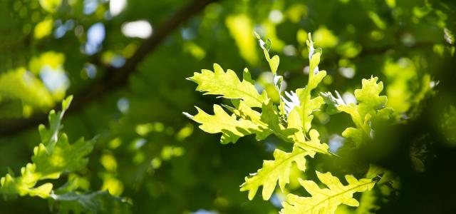 oak leaves